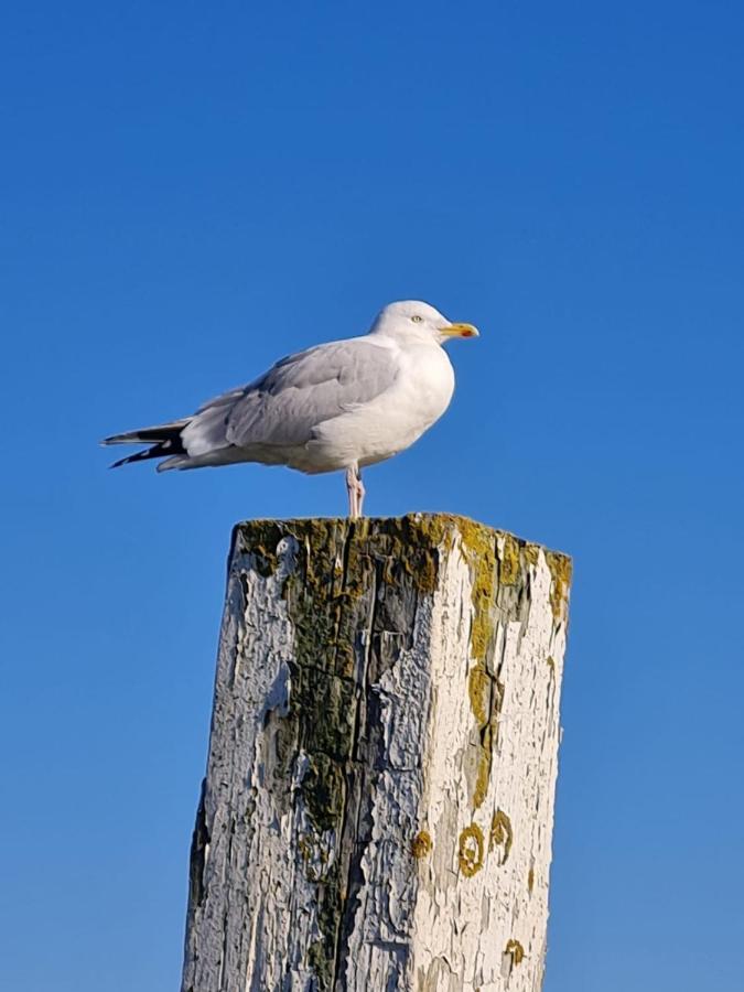 Apartament Fewo Mit Meerblick - Direktzugang Zur Nordsee Wilhelmshaven Zewnętrze zdjęcie